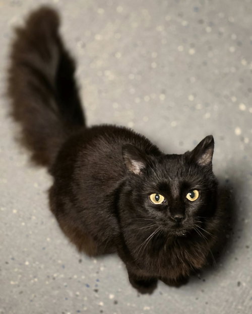 Petunia, an adoptable Domestic Medium Hair in Woodsfield, OH