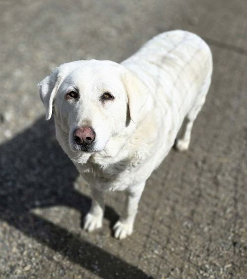 Bell Bell, an adoptable Akbash in Woodsfield, OH