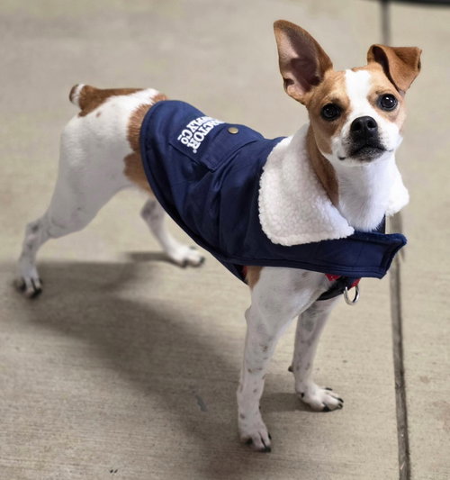 picture of the dog needing adoption