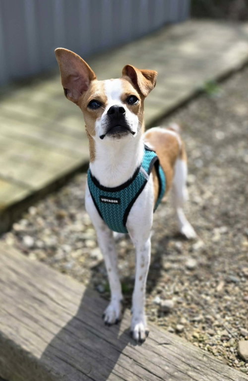 picture of the dog needing adoption