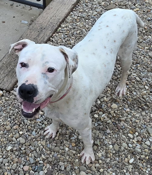 Baby, an adoptable Pit Bull Terrier in Woodsfield, OH