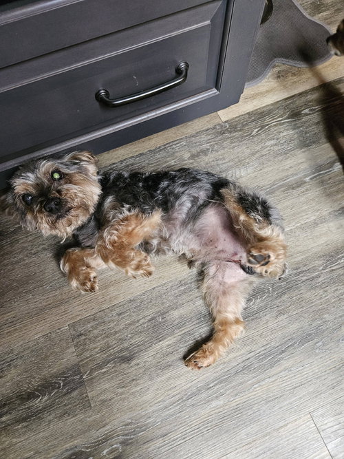 Ernie, an adoptable Yorkshire Terrier Yorkie in Woodsfield, OH