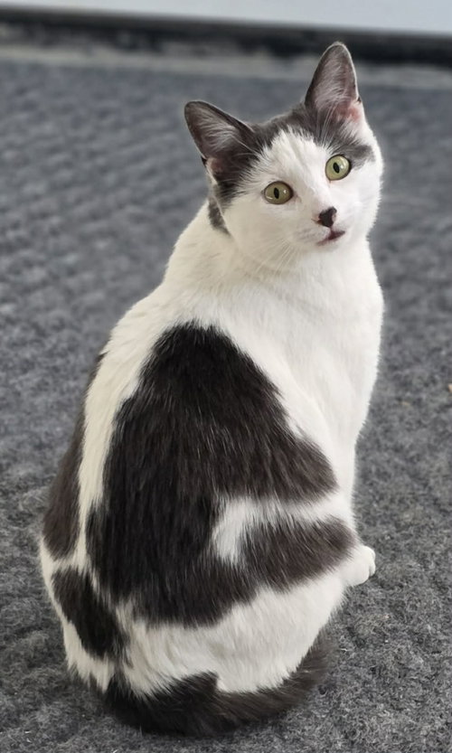 Tulip, an adoptable Domestic Short Hair in Woodsfield, OH