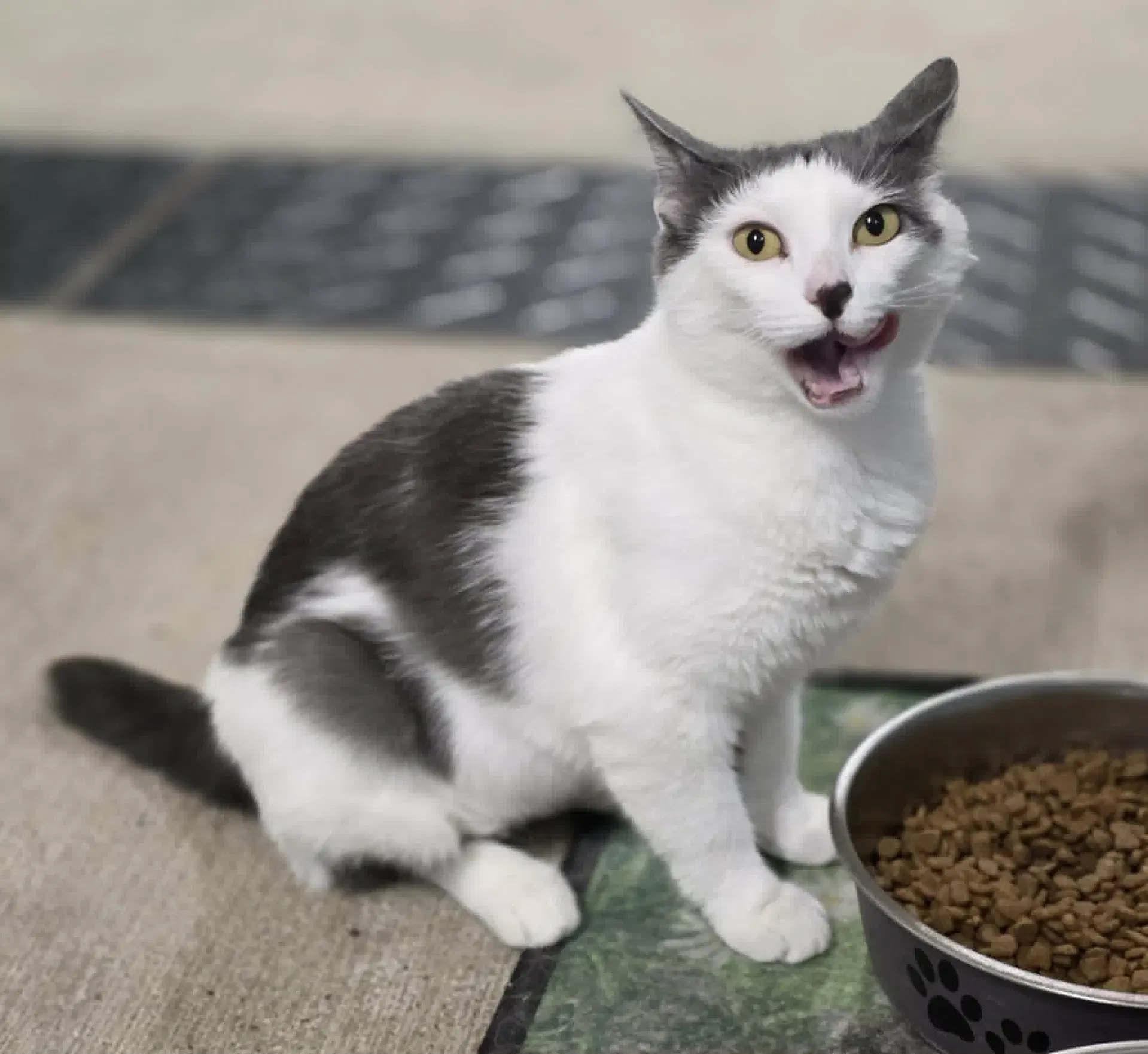Tulip - Domestic Short Hair