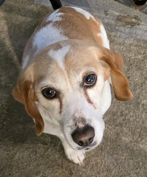 Penny, an adoptable Beagle in Woodsfield, OH