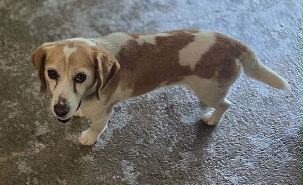 Penny
