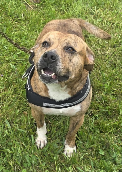 Bear, an adoptable Pit Bull Terrier in Woodsfield, OH