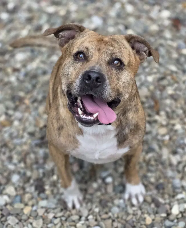 Bear - Pit Bull Terrier