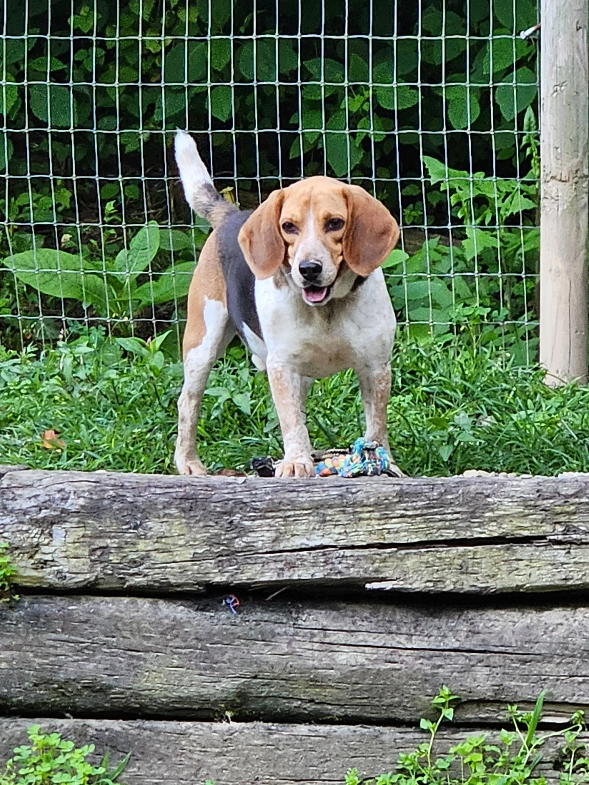 Myles - Beagle