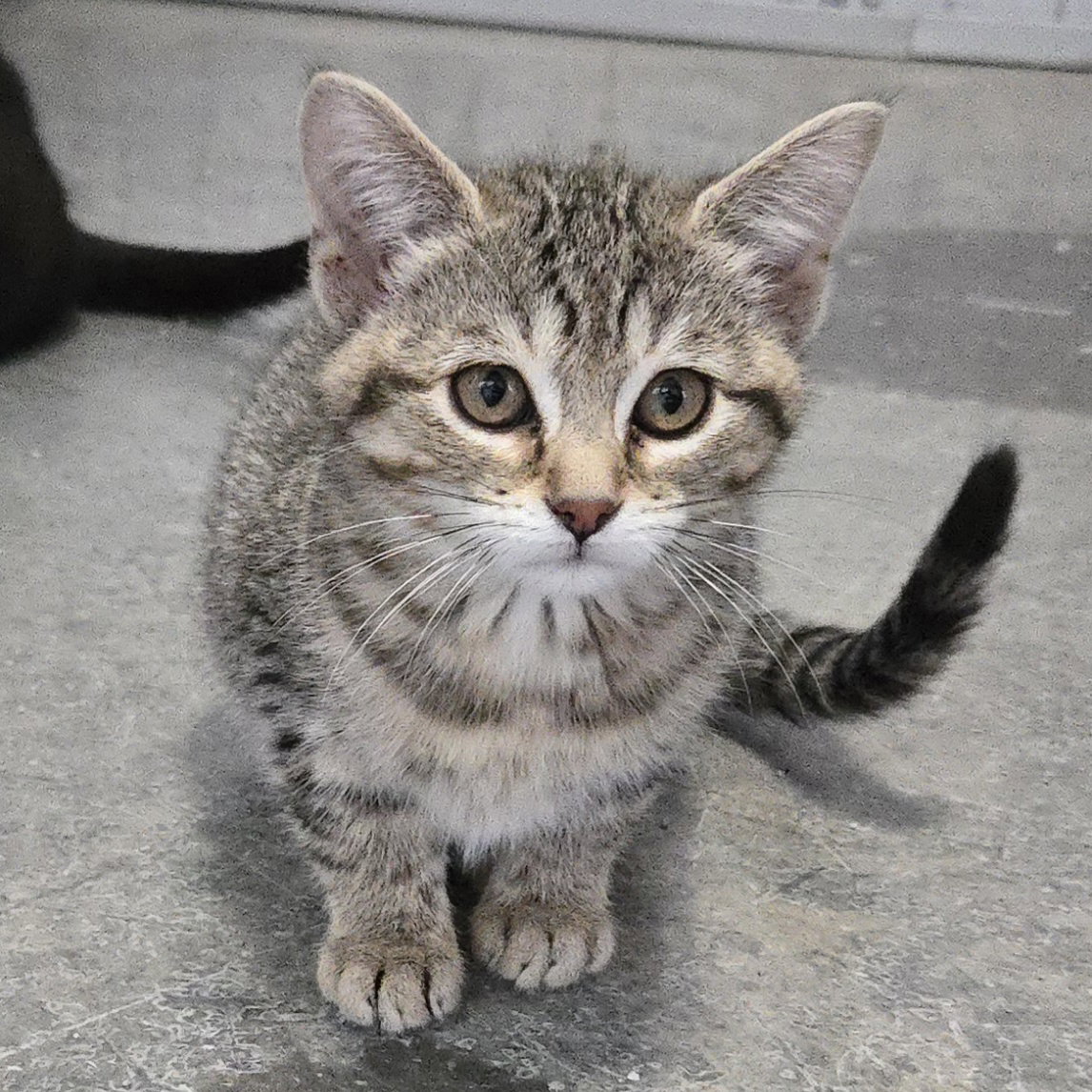 Basil, photo 13