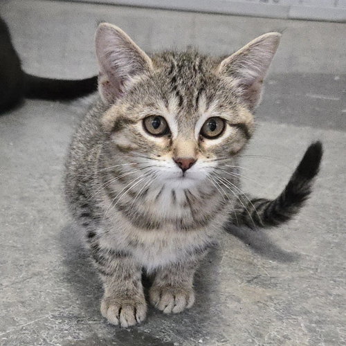 Basil, an adoptable Domestic Short Hair in Woodsfield, OH