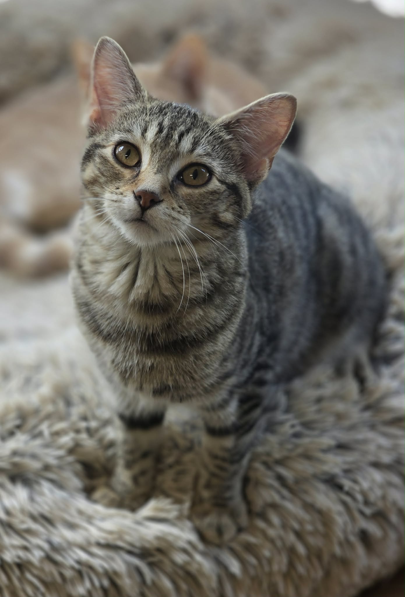 Basil