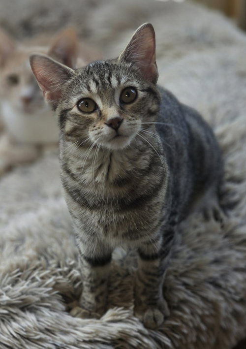 Photo 2 of Basil