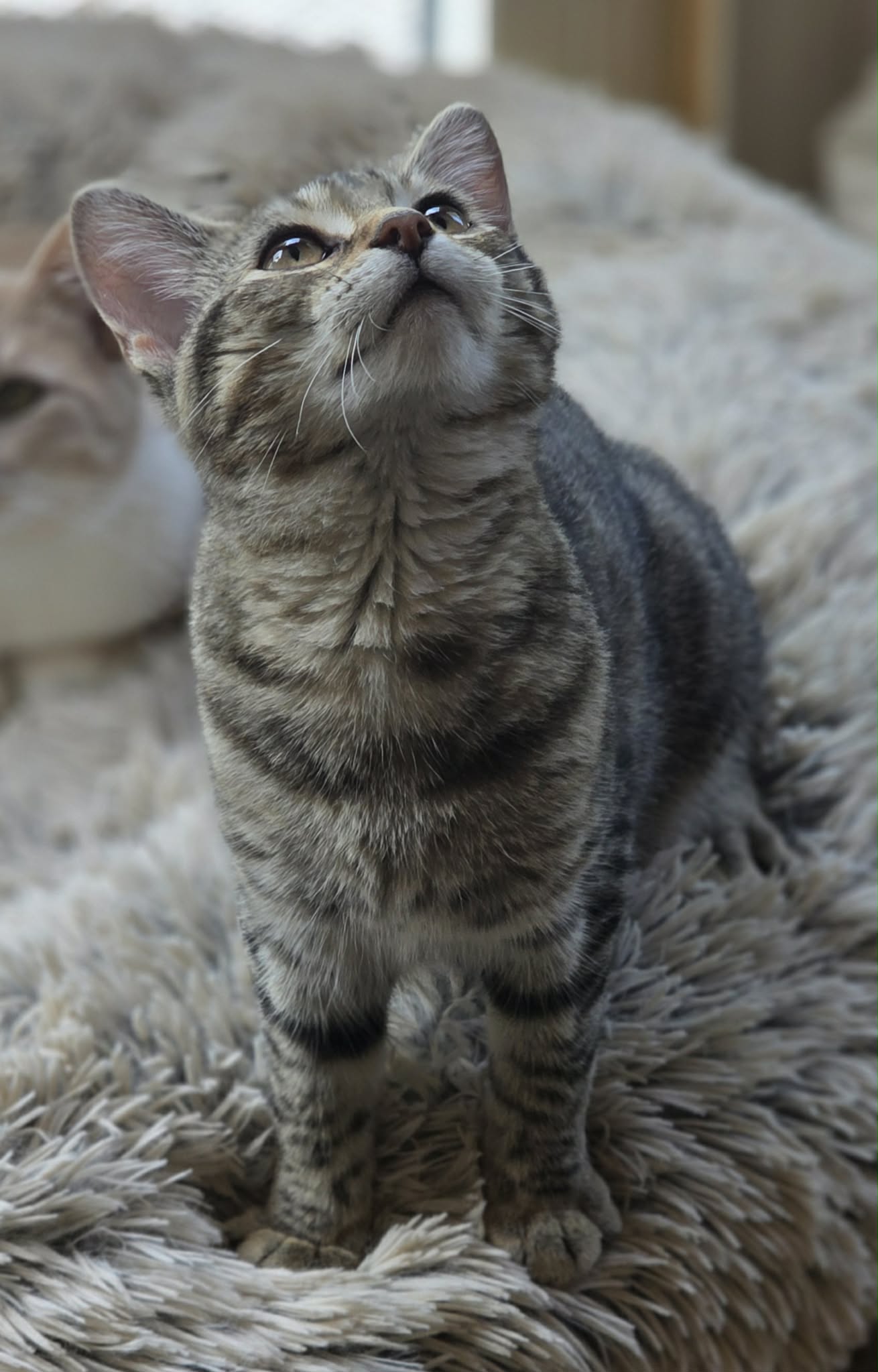 Basil, photo 3