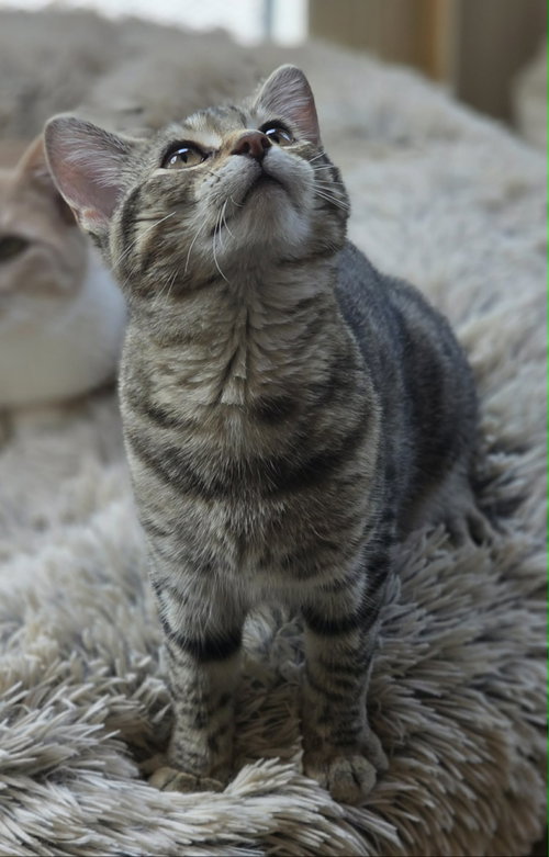Photo 3 of Basil