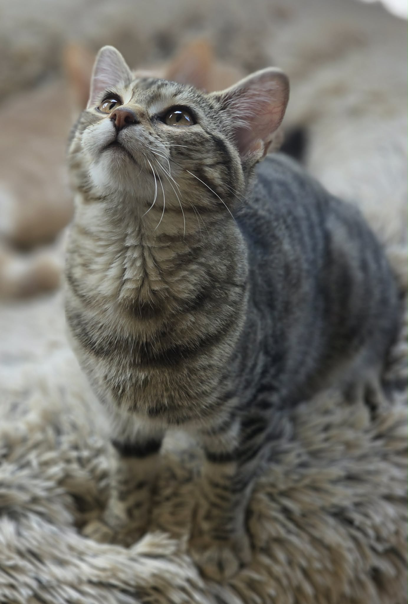 Basil, photo 5