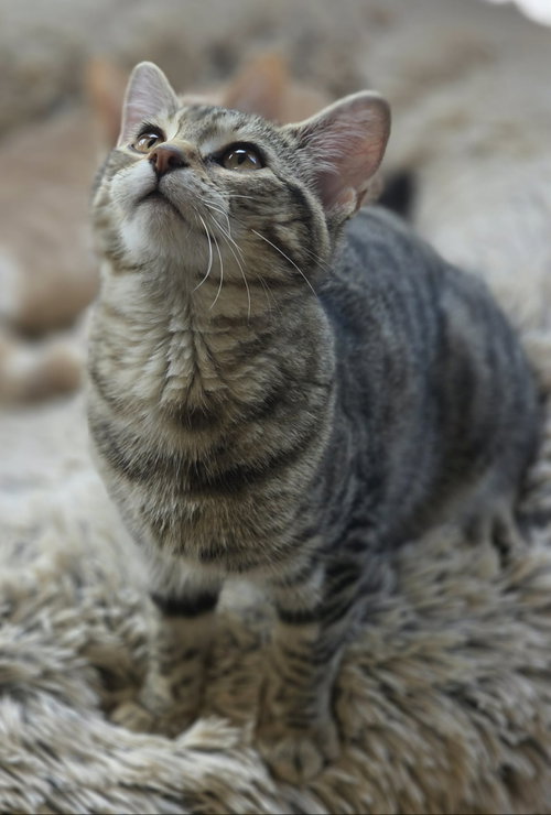 Photo 5 of Basil