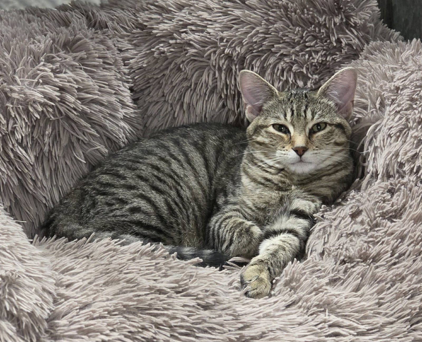 Basil, photo 6