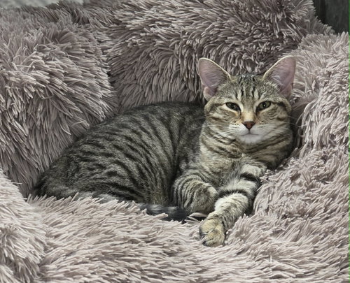 Photo 6 of Basil