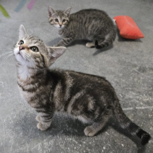 Finn, an adoptable Domestic Short Hair in Woodsfield, OH
