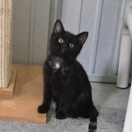 Sage, an adoptable Domestic Short Hair in Woodsfield, OH