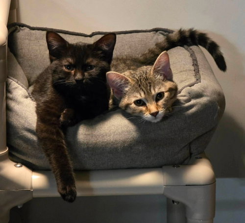 3 Kittens