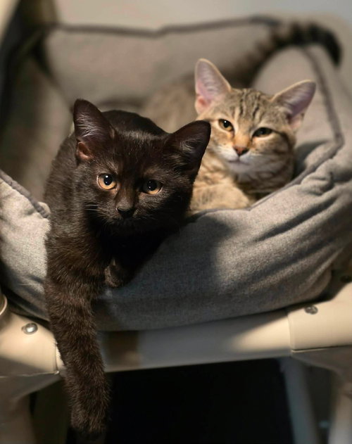 3 Kittens photo 2