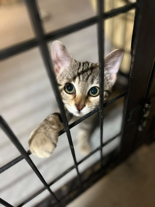 3 Kittens photo 4