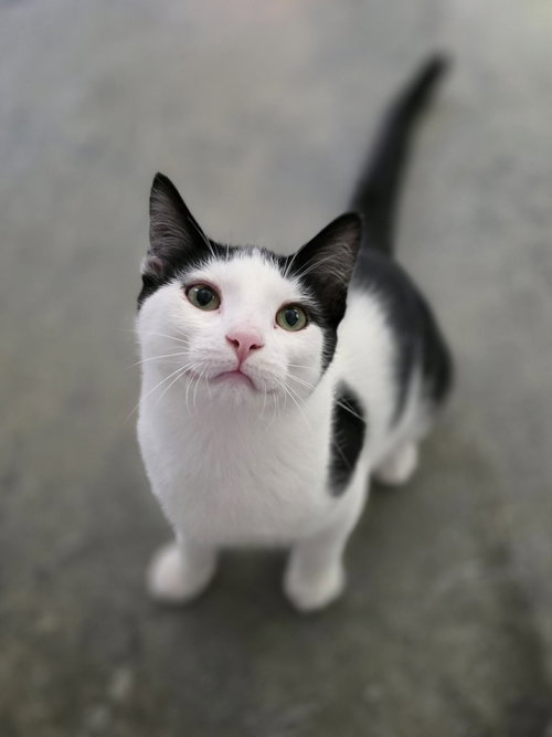picture of the cat needing adoption