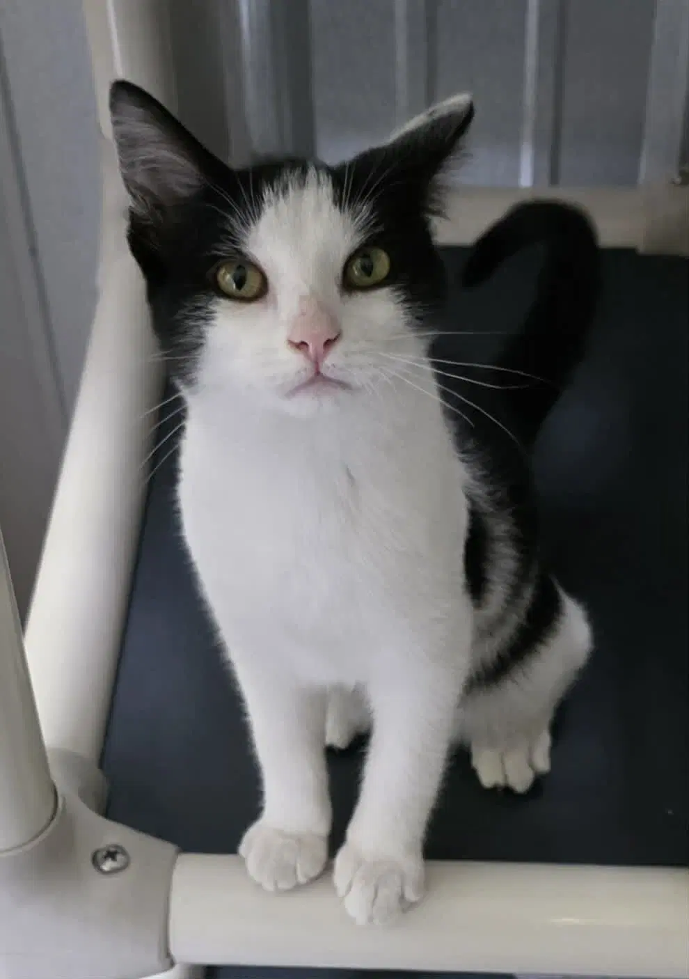 Annie - Domestic Short Hair