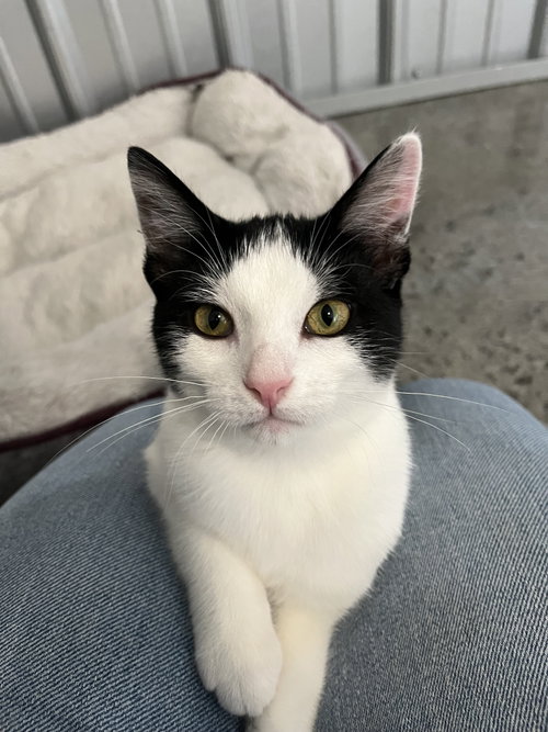 picture of the cat needing adoption
