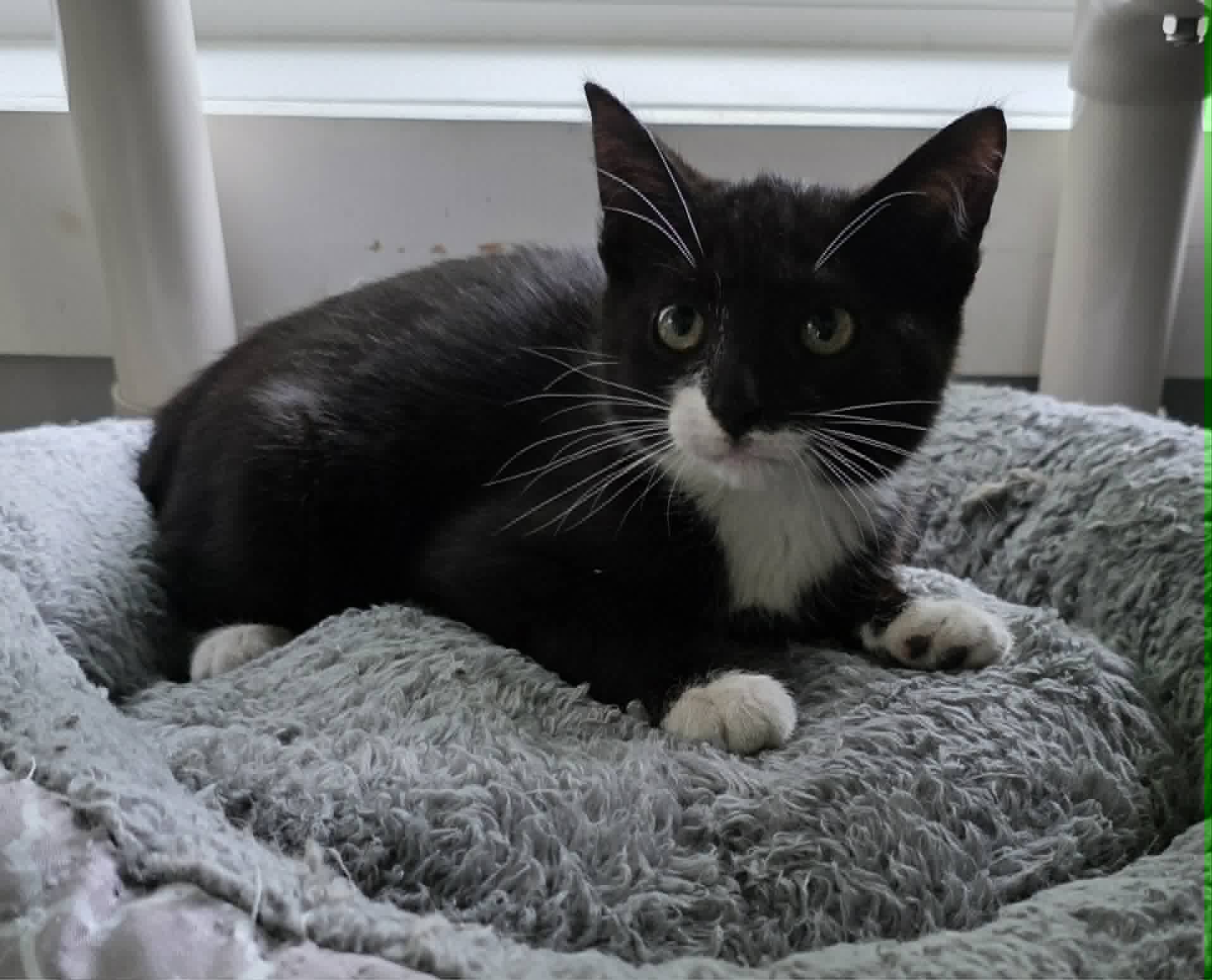 Andre - Domestic Short Hair
