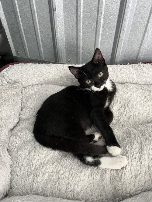 picture of the cat needing adoption