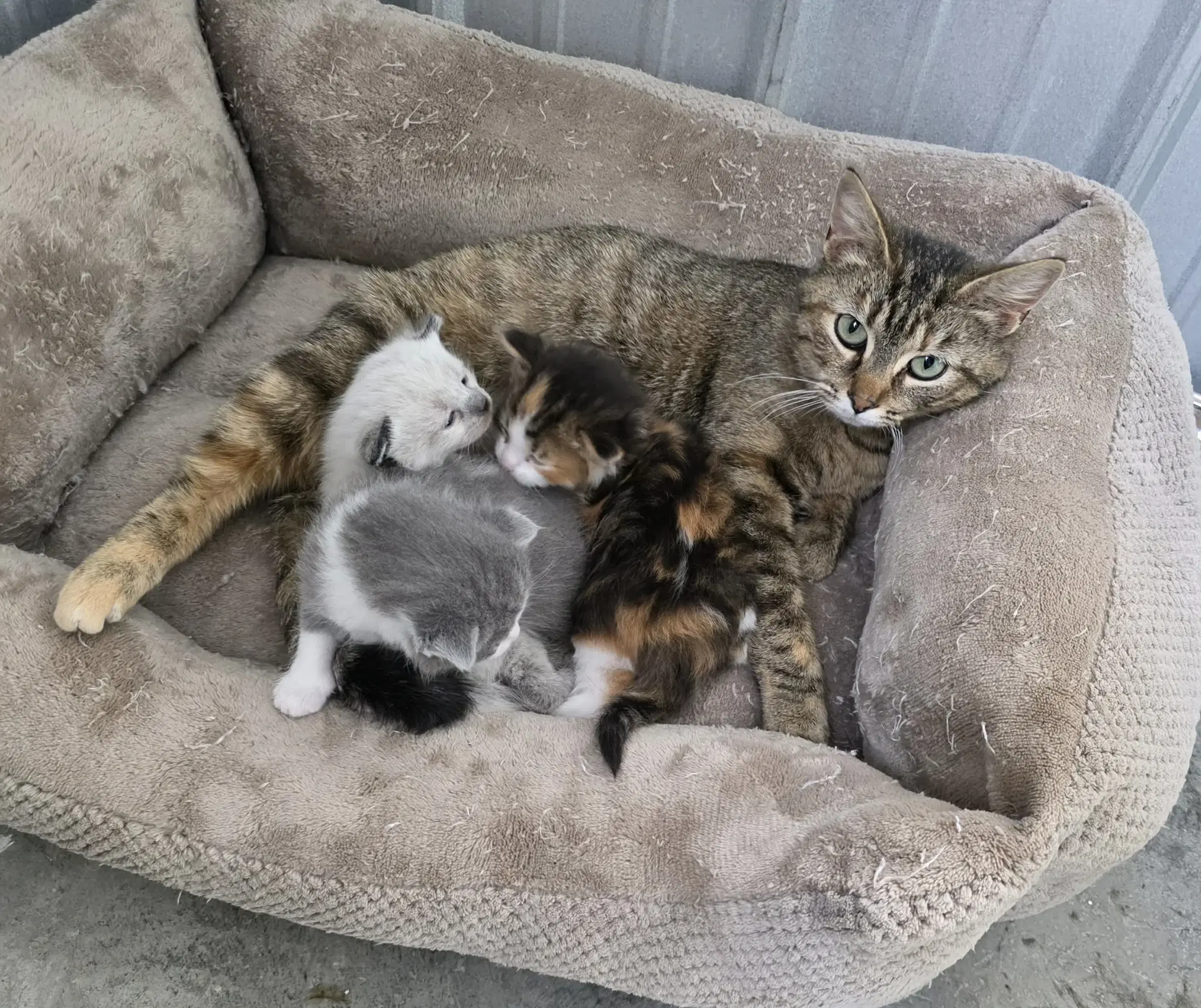 Jasmine - Tabby