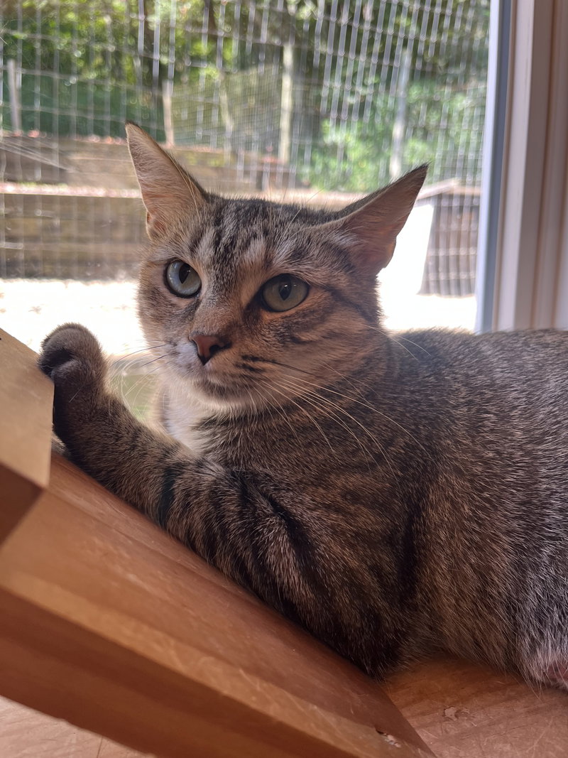 Jasmine, photo 5