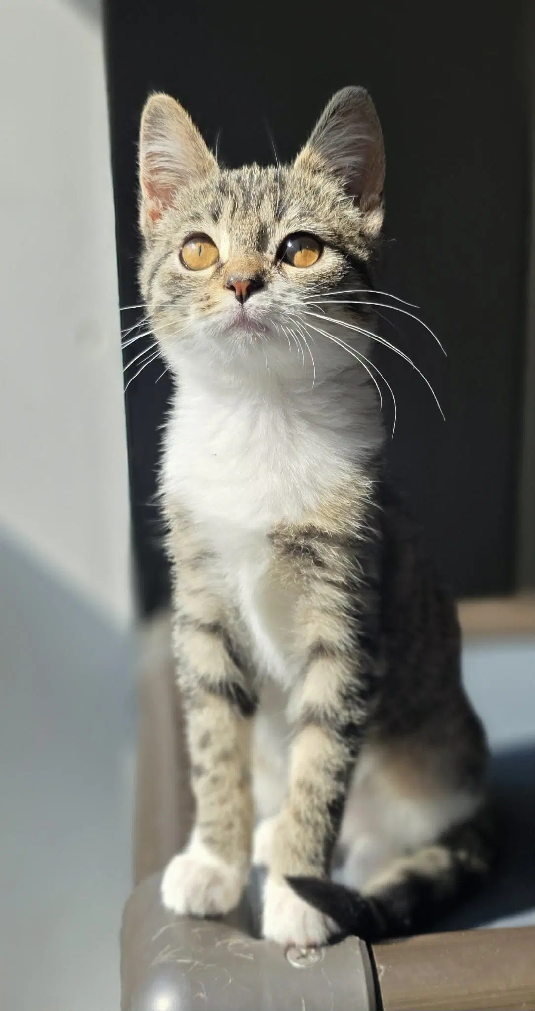 Spicy - Domestic Short Hair
