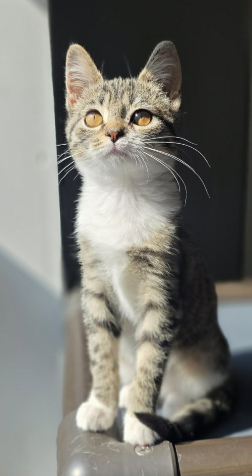 picture of the cat needing adoption