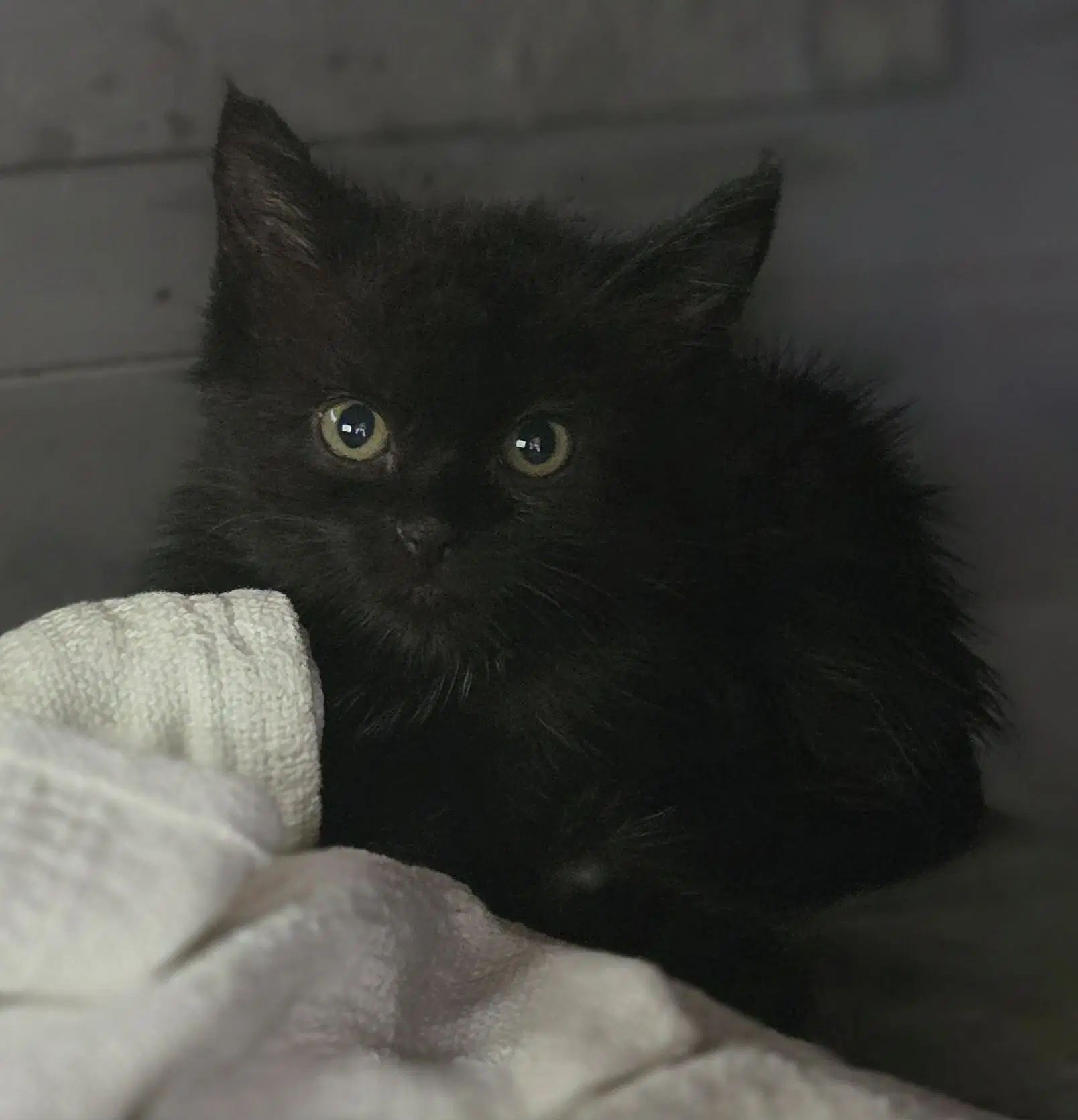 Endora - Domestic Short Hair