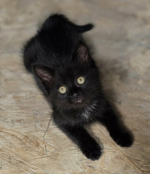 picture of the cat needing adoption