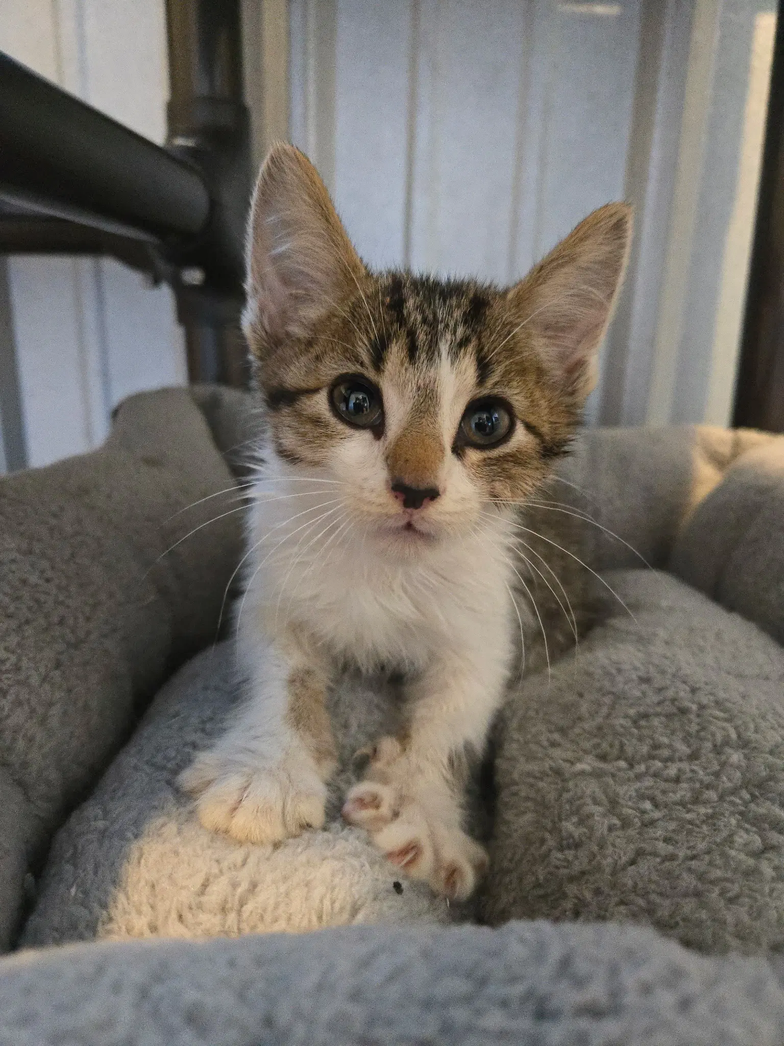 Luther - Domestic Short Hair