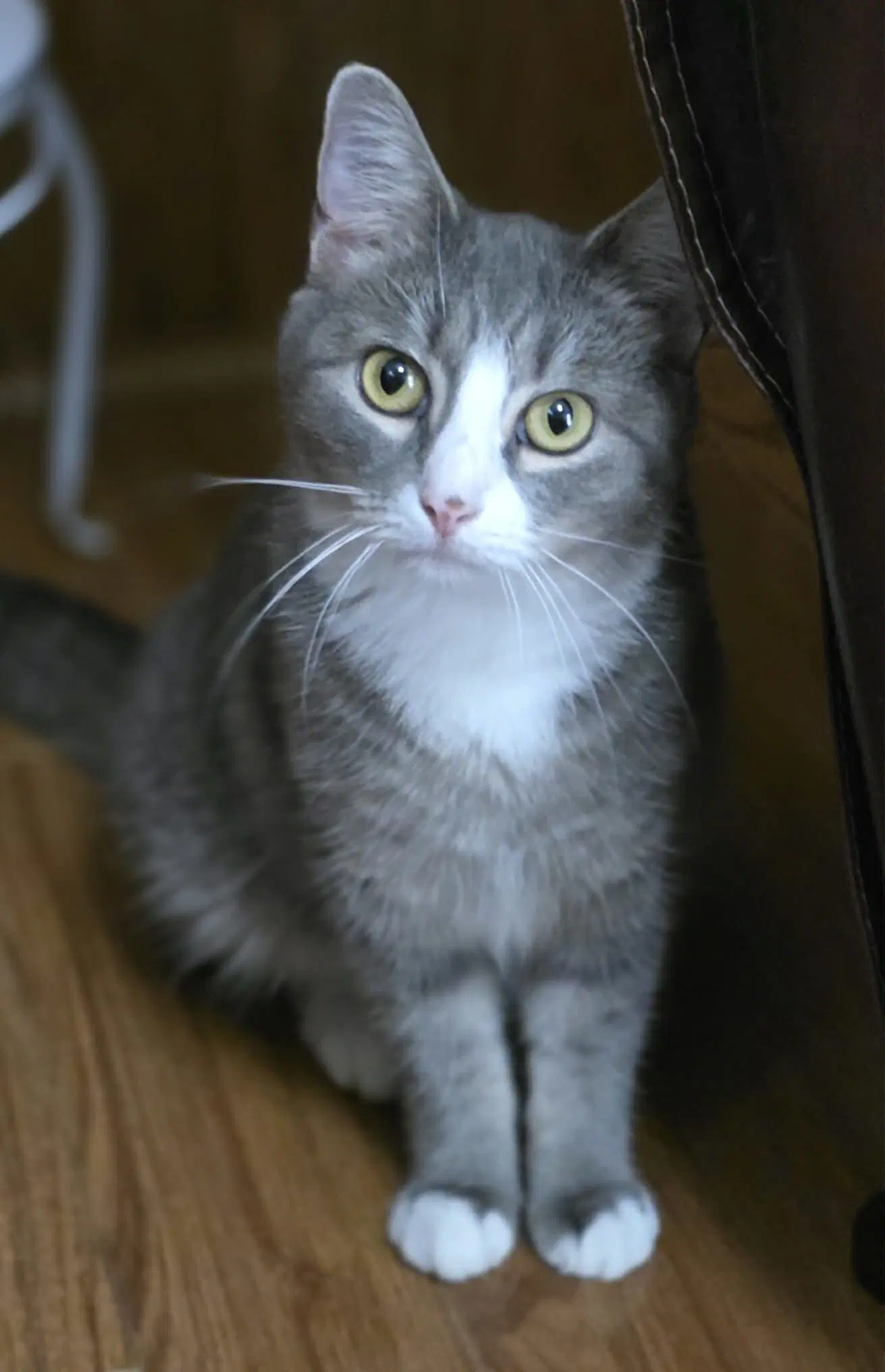 Izzy - Domestic Short Hair