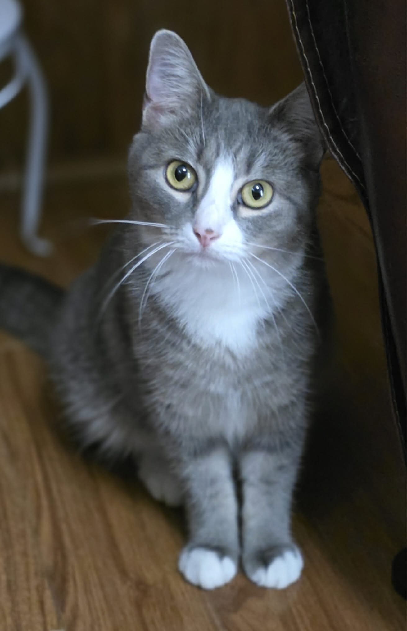 Izzy