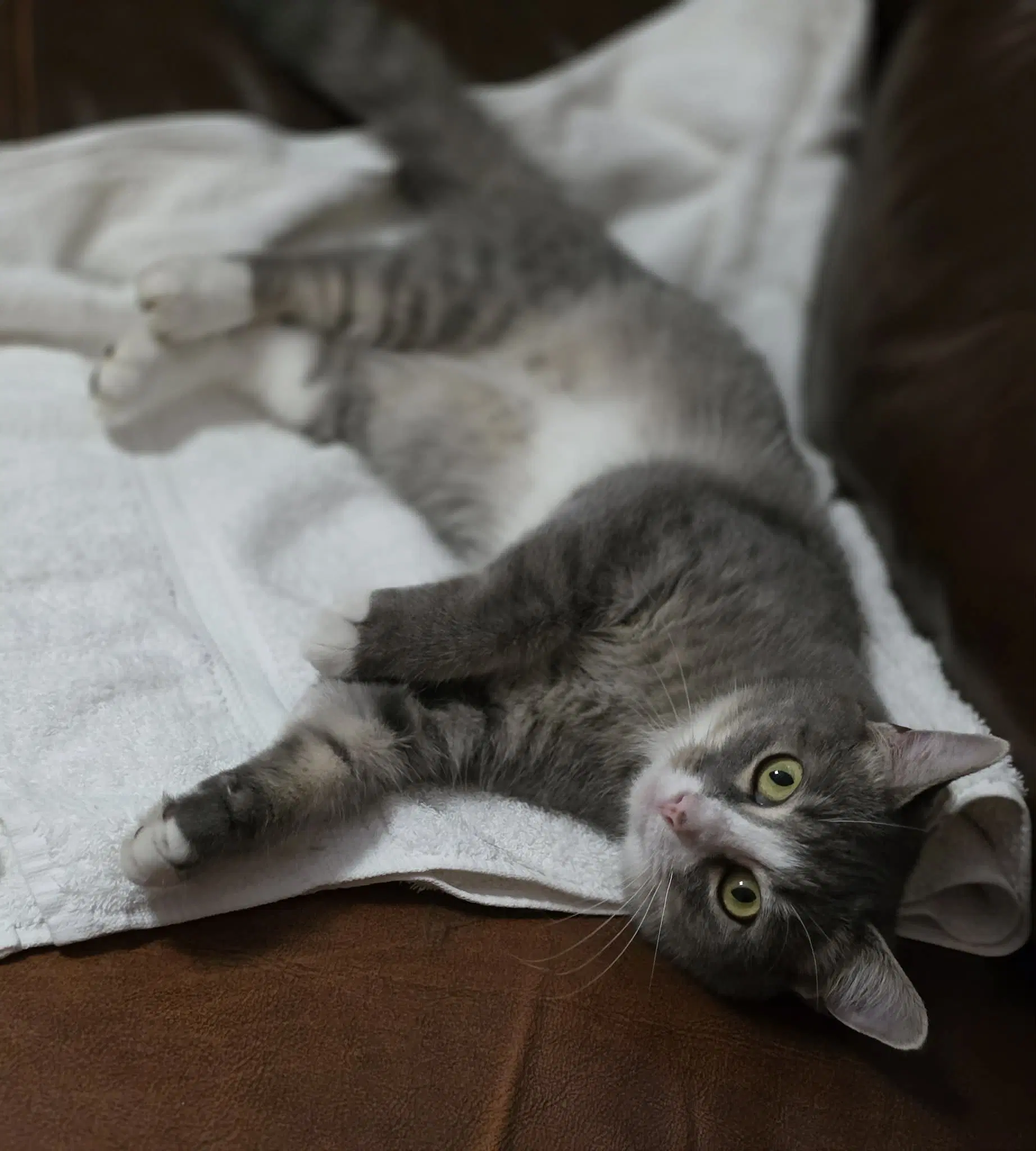 Izzy image 3