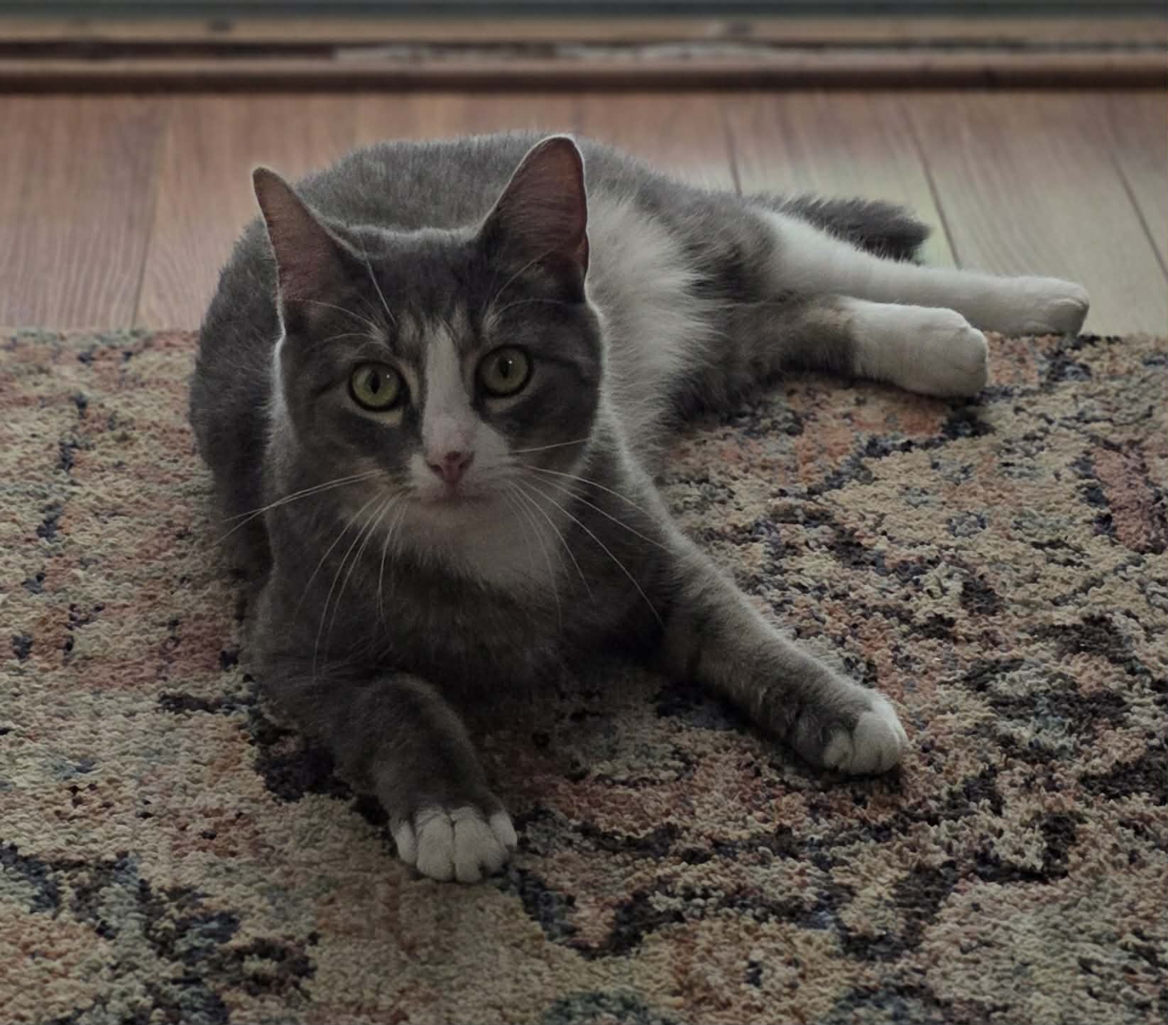Izzy image 4