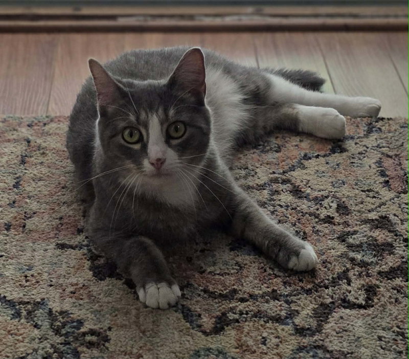 Izzy, photo 4
