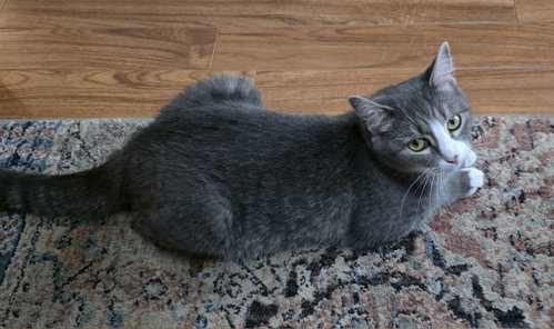 Photo 5 of Izzy