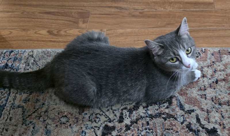 Izzy, photo 5