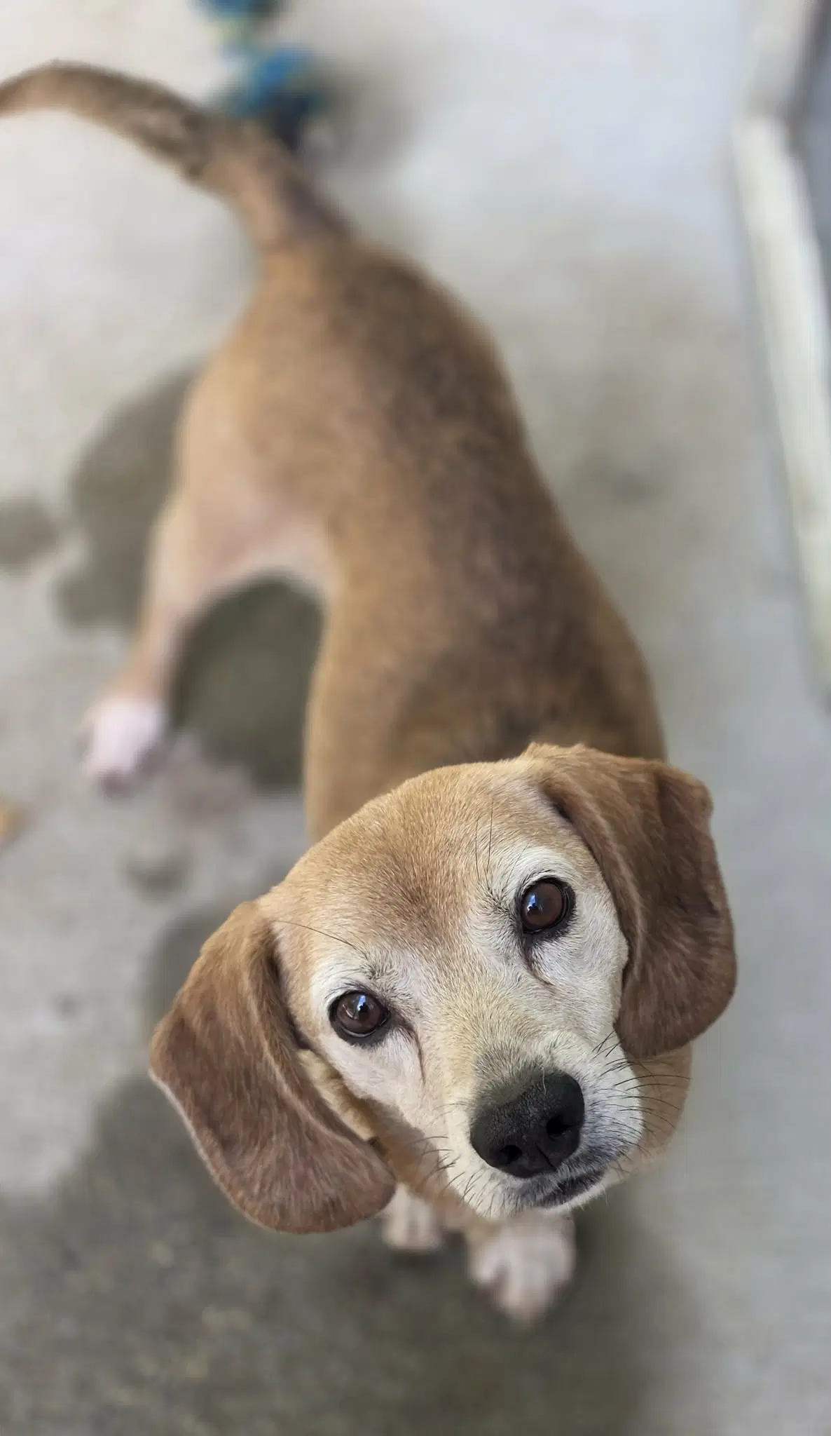 Fred - Beagle
