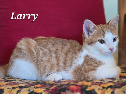 picture of the cat needing adoption