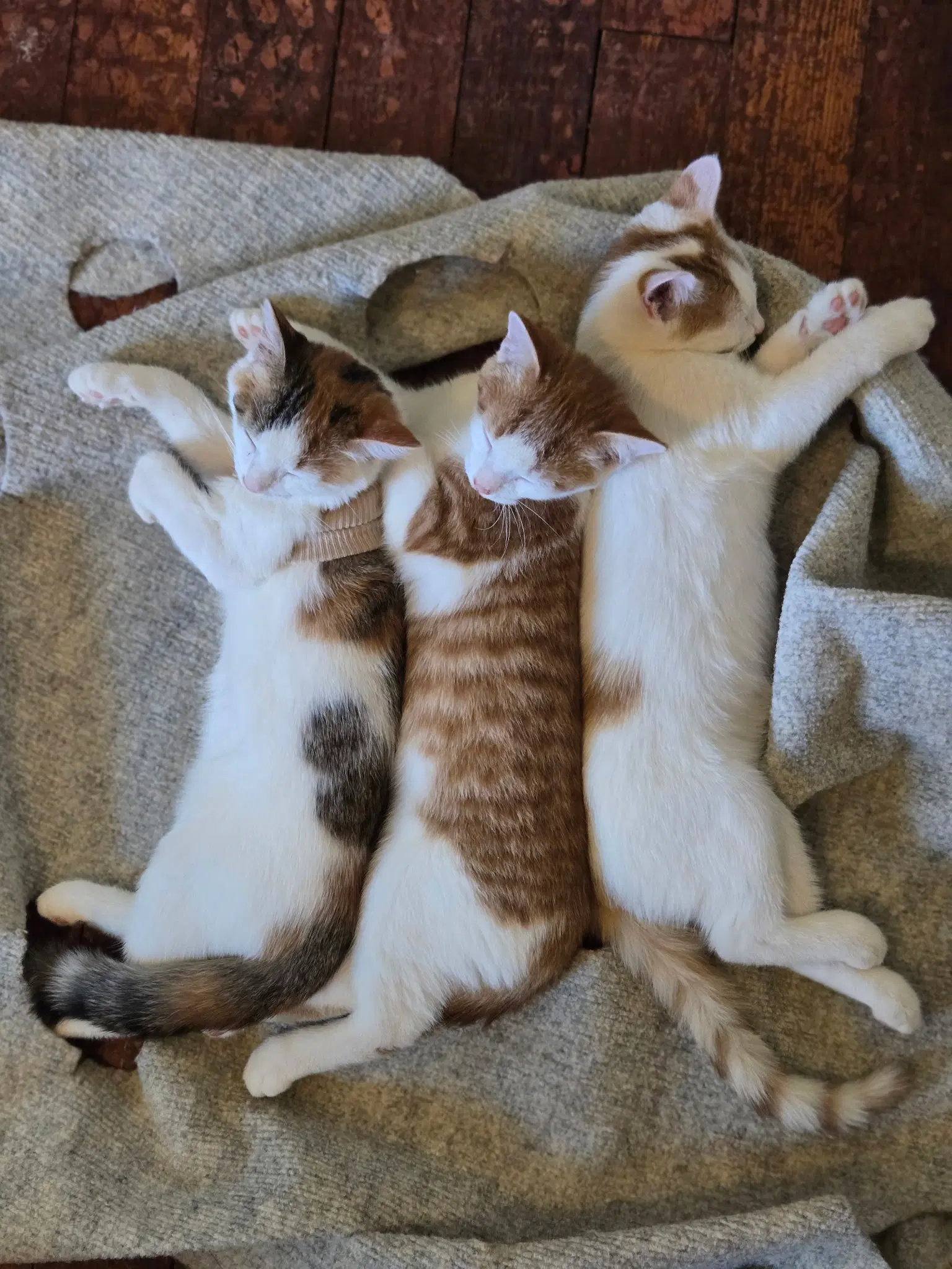 Larry image 4